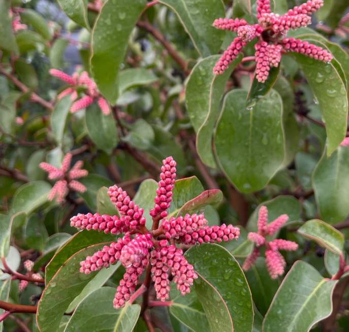 Rhus Ovata - Sugar Bush (1 Gallon)
