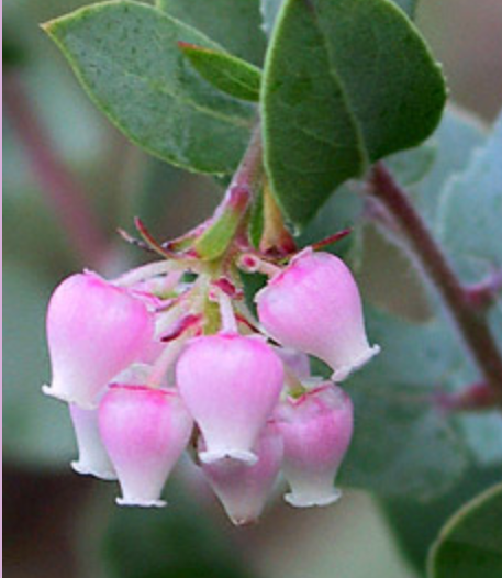 Arstostaphylos 'Lester Rowntree' Manzanita (1 Gallon)