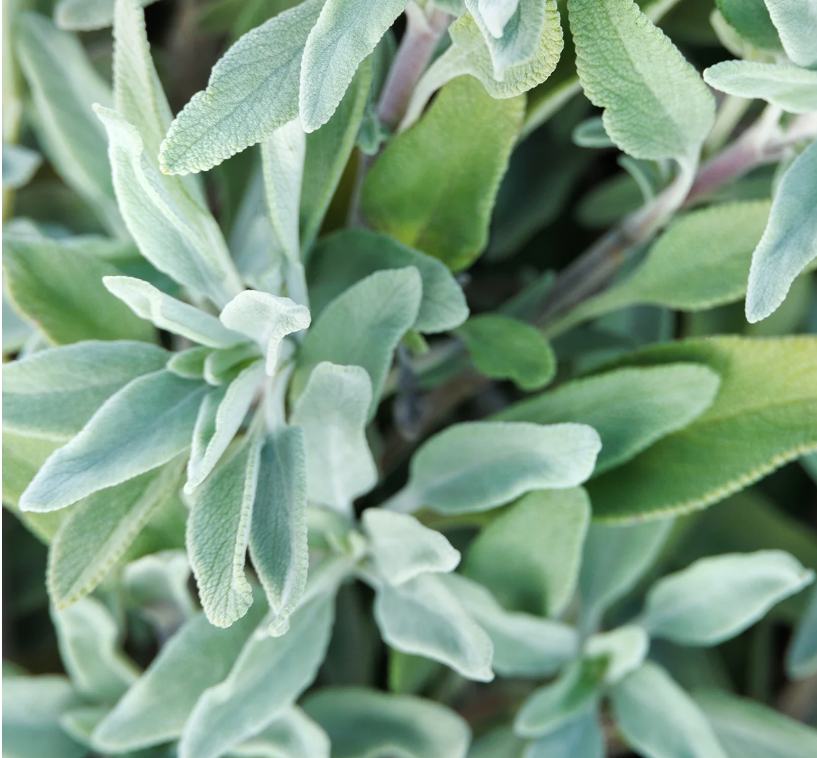 Salvia 'Bee's Bliss Sage' (1 Gallon)