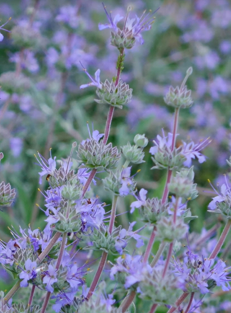 Salvia 'Bee's Bliss Sage' (1 Gallon)
