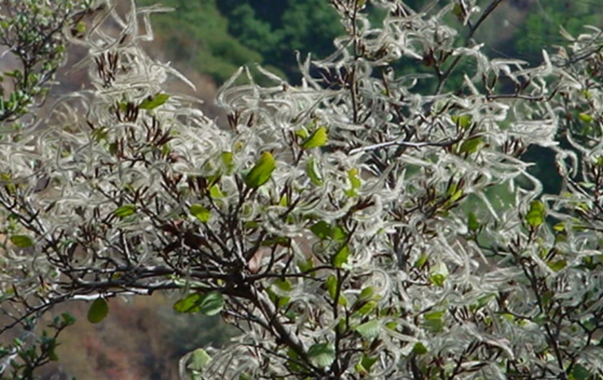 Cercocarpus Betuloides - Mountain Mahogany (1 Gallon)