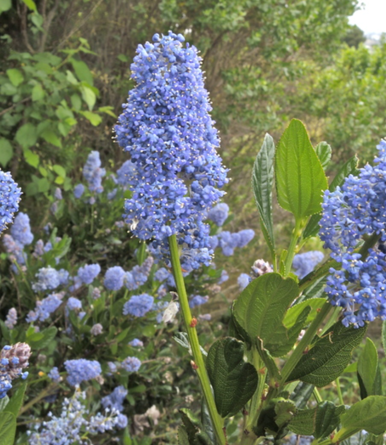 Ceanothus thyrsiflorus - California Lilac (5 Gallon)