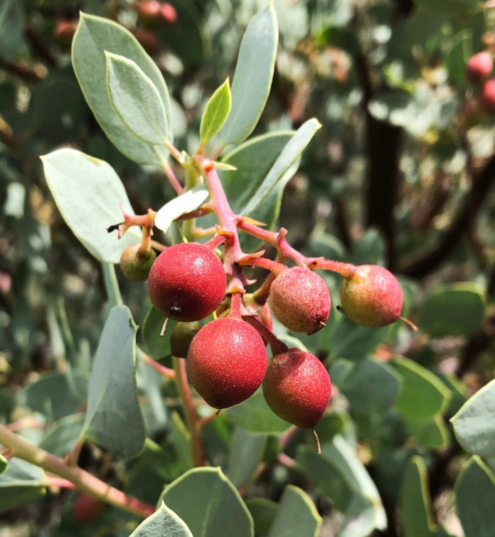 Arctostaphlos Glauca - Bigberry Manzanita (5 Gallon)