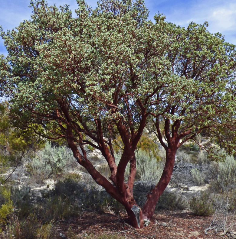 Arctostaphlos Glauca - Bigberry Manzanita (5 Gallon)