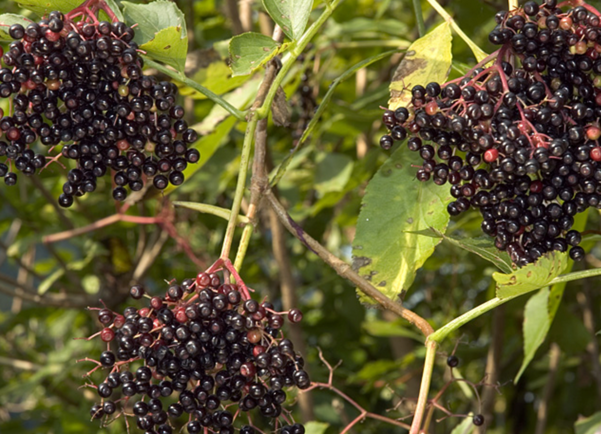 Sambucus Nigra - Black Elderberry (5 Gallon)