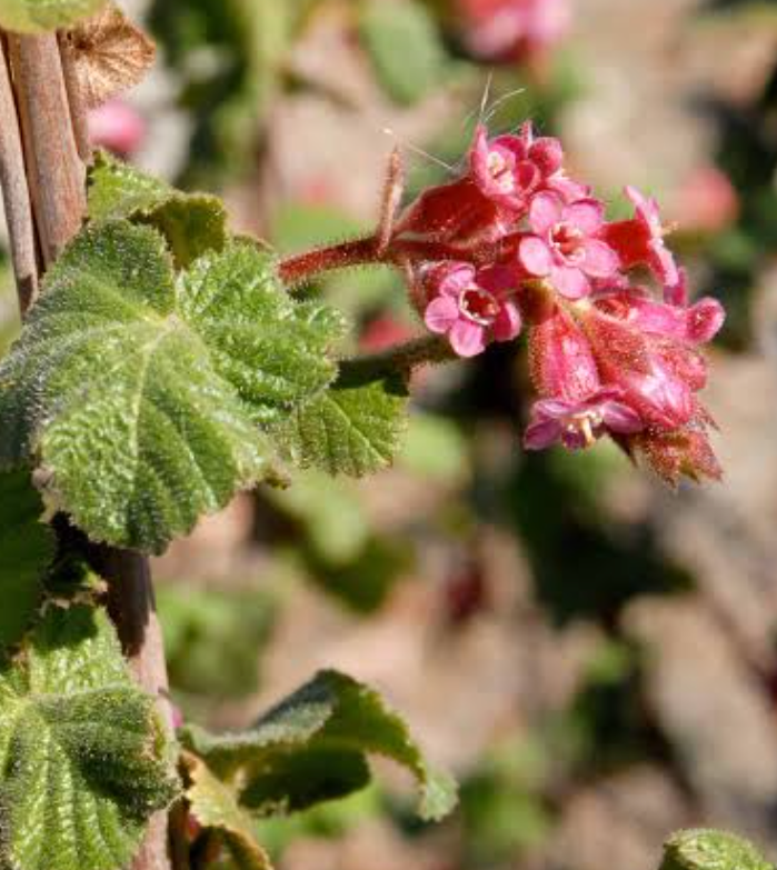 Ribes Malvaceum - Chaparral Currant (5 Gallon)