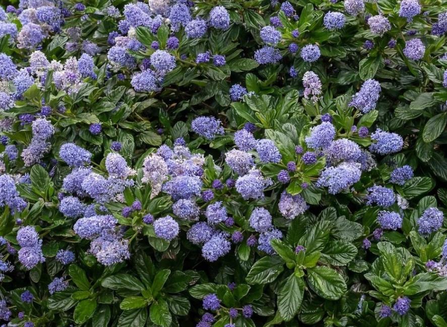 Ceanothus griseus horizontalis 'Carmel Creeper' (5 Gallon) California Lilac