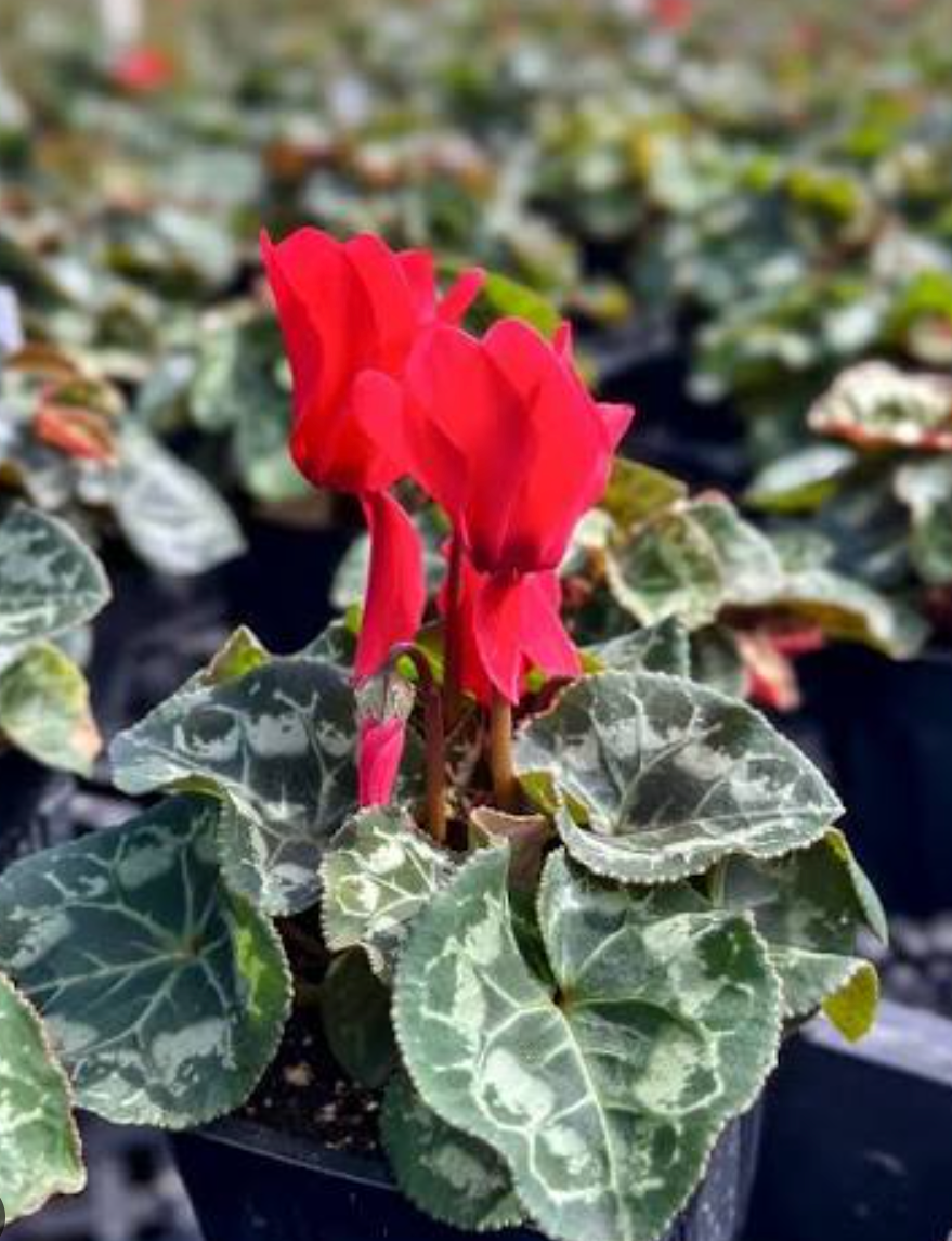 Premium Flowering Cyclamen Flat of 4" (16 qty per flat)