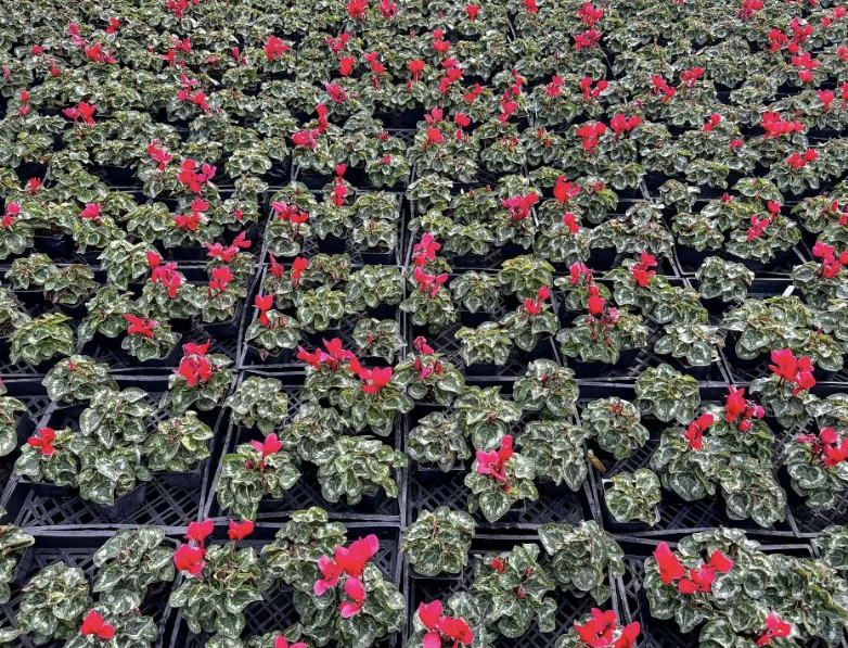 Premium Flowering Cyclamen Flat of 4" (16 qty per flat)