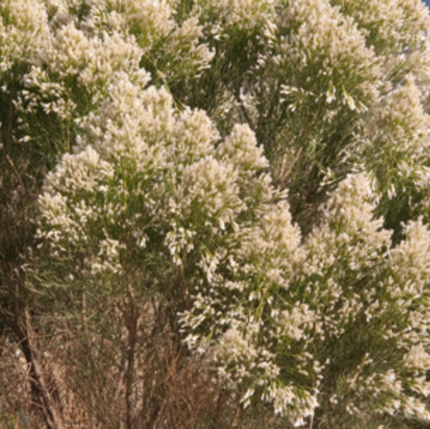 Broom Baccharis Sarothroides (1 Gallon)