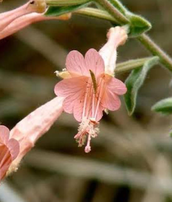 Epilobium canum 'Marin Pink' - California Fuchsia (1 Gallon)