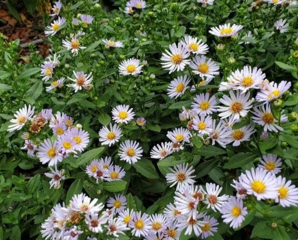Aster chilensis 'Point Saint George' (1 Gallon) California Aster