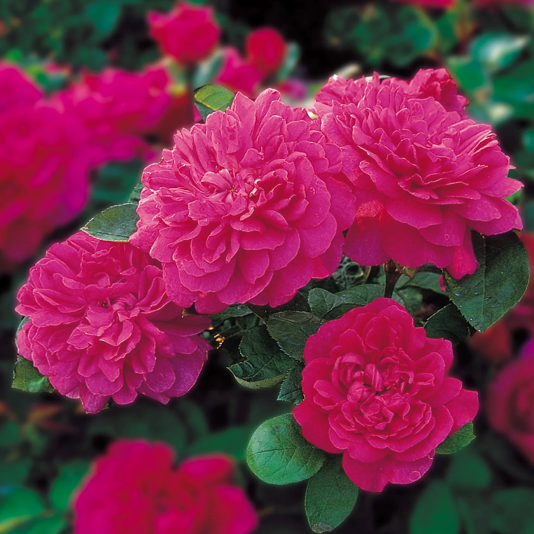 Sophy’s Rose English Rose (2 Gallon)