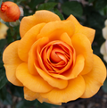 South Africa® Sunbelt® Rose (5 Gallon)