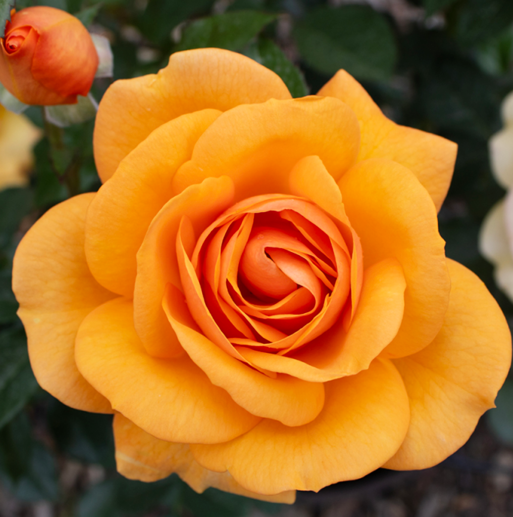 South Africa® Sunbelt® Rose (5 Gallon)