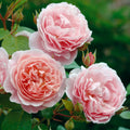 Strawberry Hill® Climbing English Rose (5 Gallon)