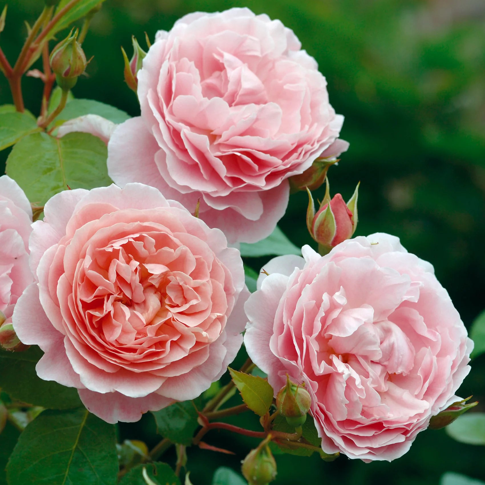 Strawberry Hill® Climbing English Rose (5 Gallon)
