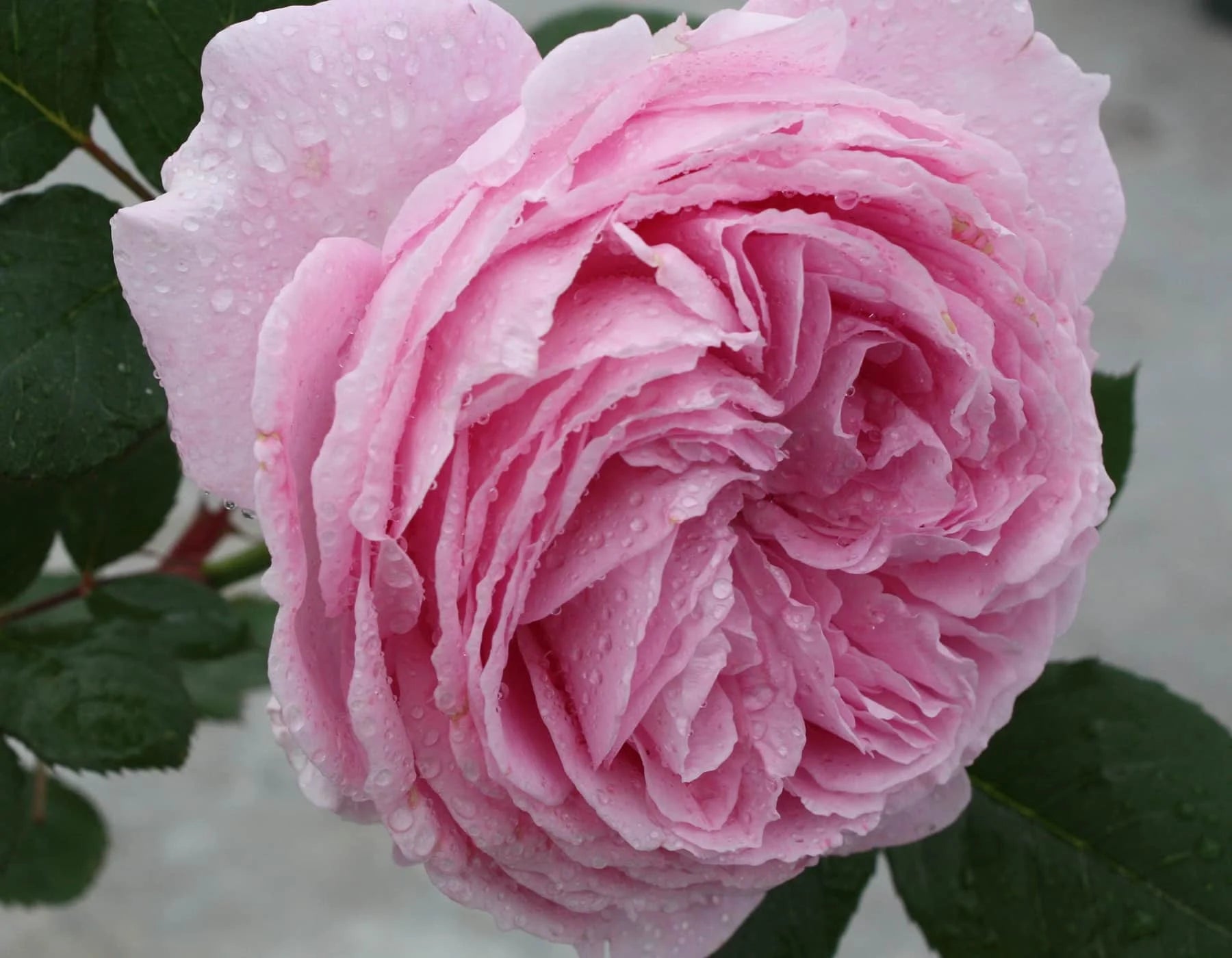 Summer Romance™ Parfuma® (5 Gallon)