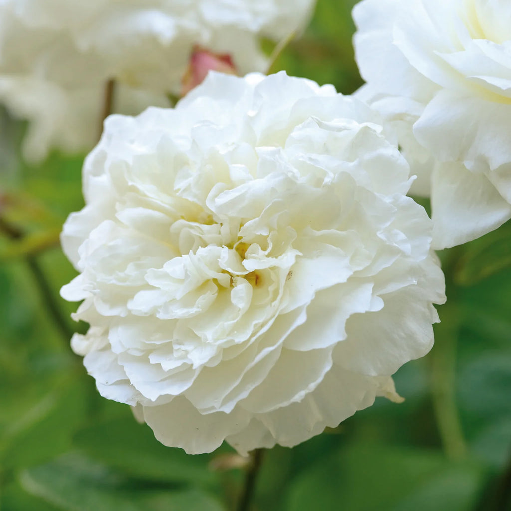 Susan Williams-Ellis® English Rose (5 Gallon)