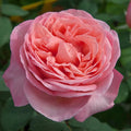 Sweet Mademoiselle™ Rose (5 Gallon)