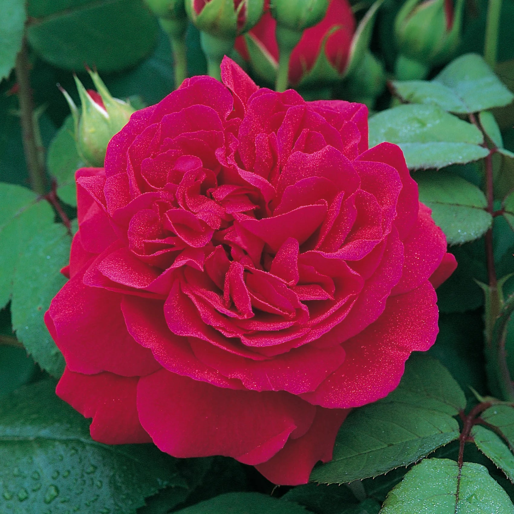 Tess of the d’Urbervilles® Climbing English Rose Staked (5 Gallon) (7ft+ Tall)