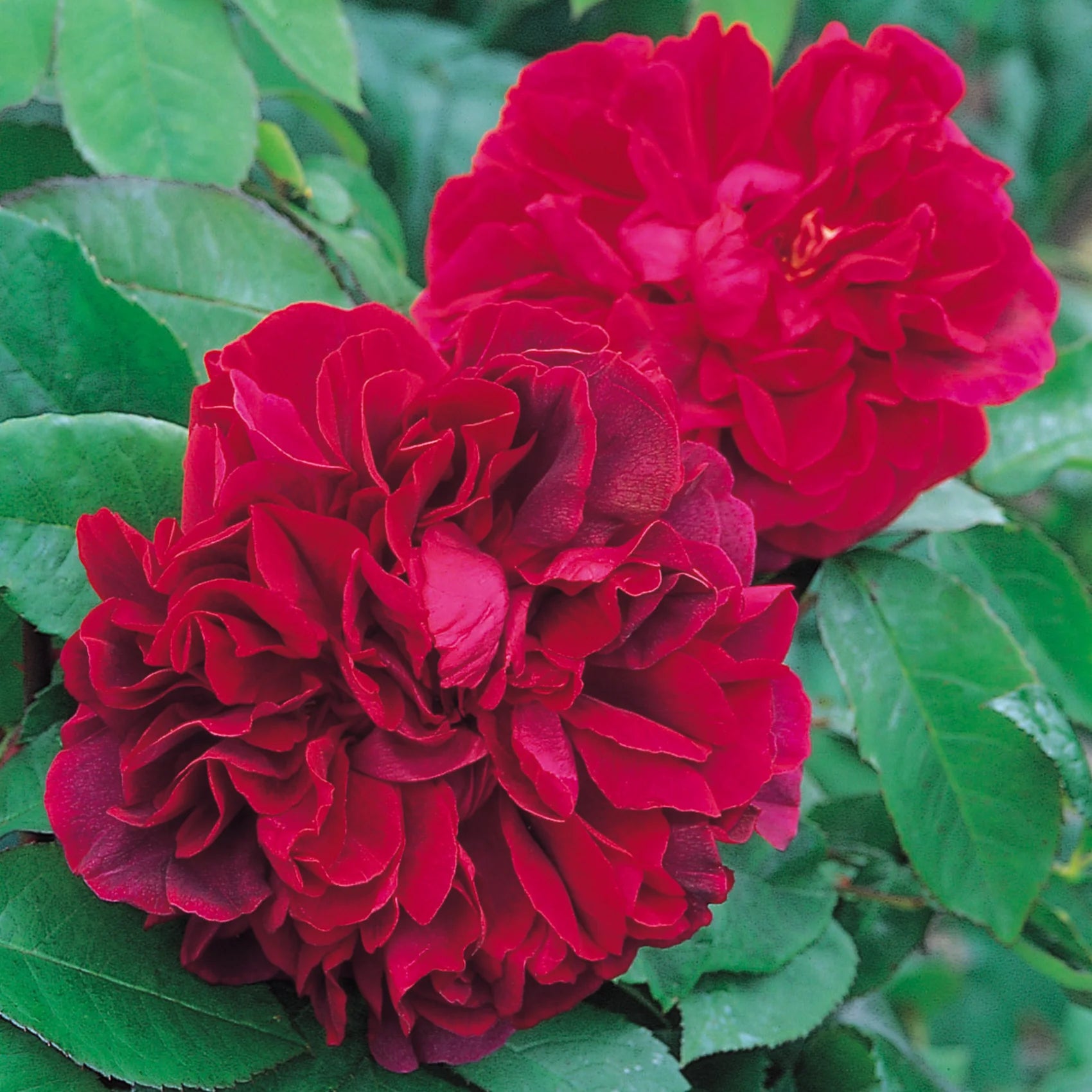 The Dark Lady English Rose (5 Gallon)