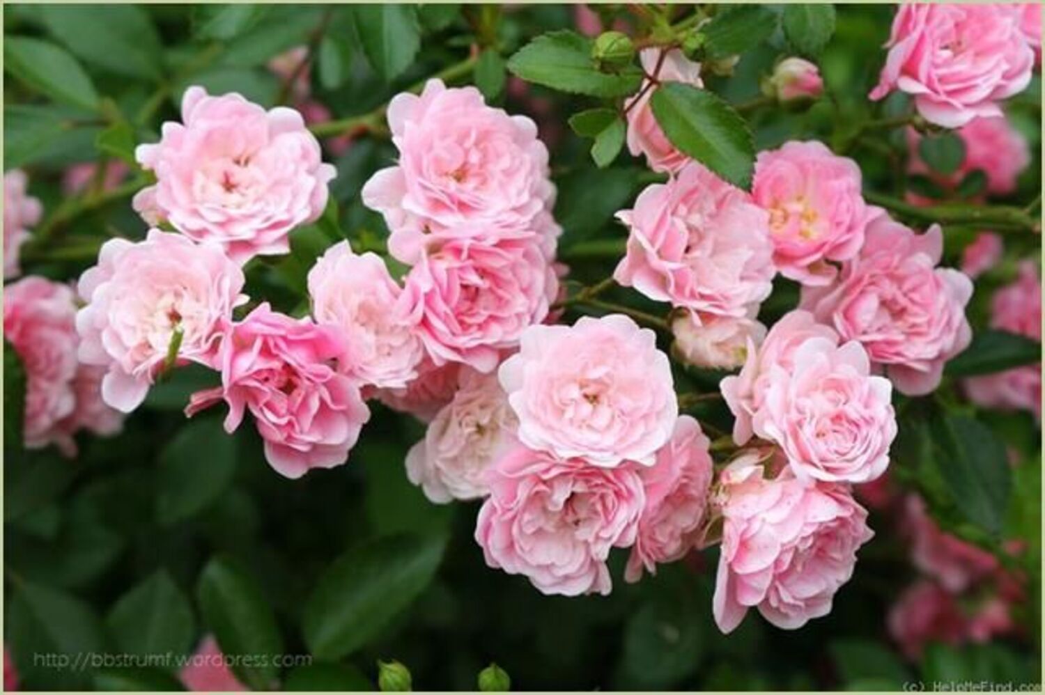 The Fairy Rose (5 Gallon)
