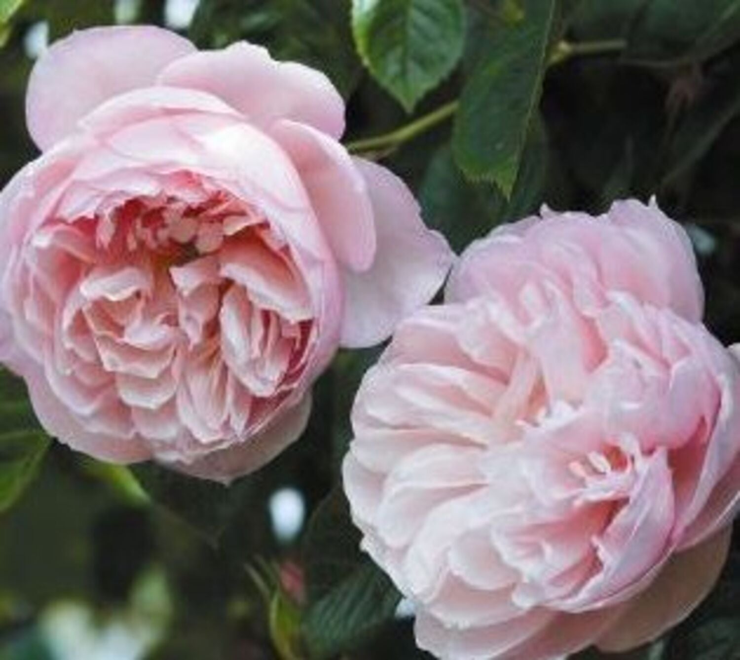 The Generous Gardener® - Climbing English Rose (2 Gallon)