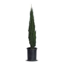 Tiny Tower® Italian Cypress (15 Gallon)