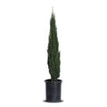 Tiny Tower® Italian Cypress (15 Gallon)