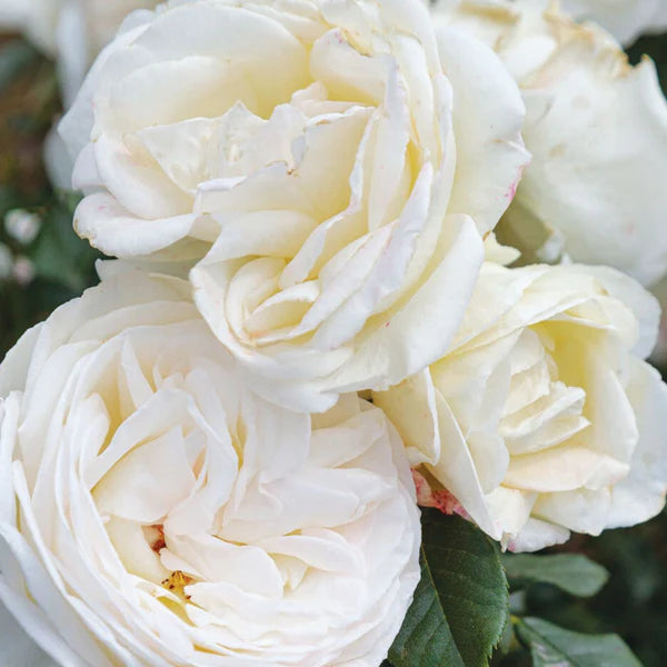 Top Cream™ Rose (5 Gallon)