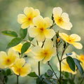 Tottering-by-Gently English Rose (2 Gallon)