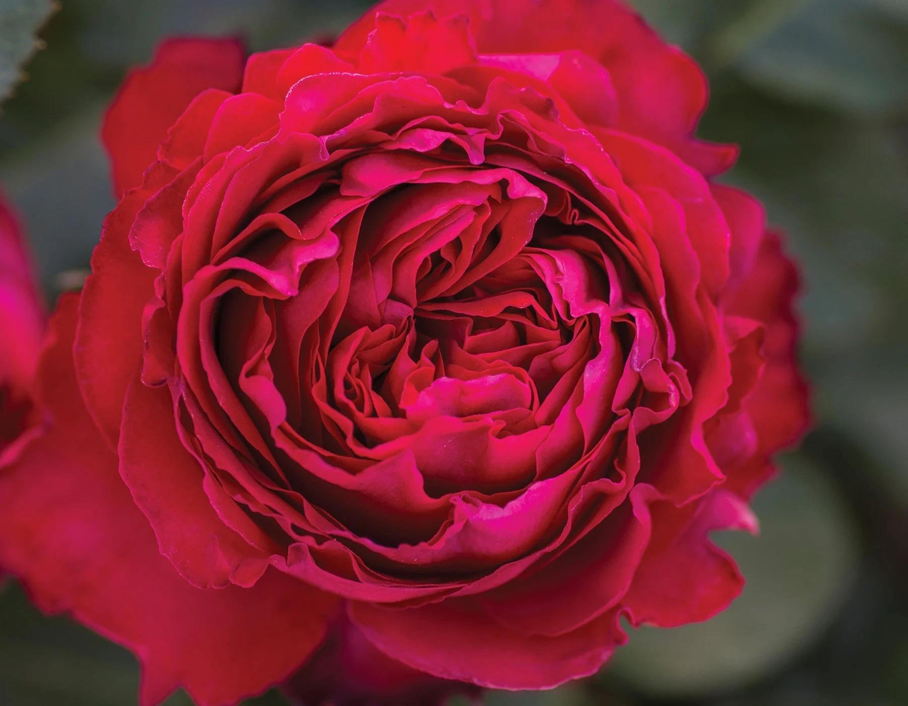 Traviata® Rose (3 Gallon)