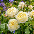 Vanessa Bell® English Rose (5 Gallon)