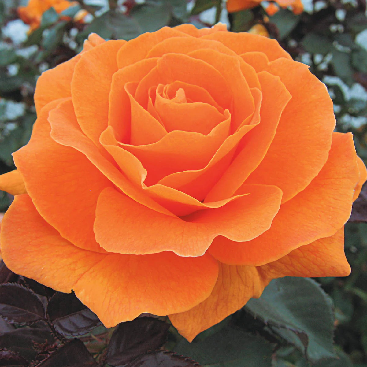 Vavoom™ Rose (5 Gallon)