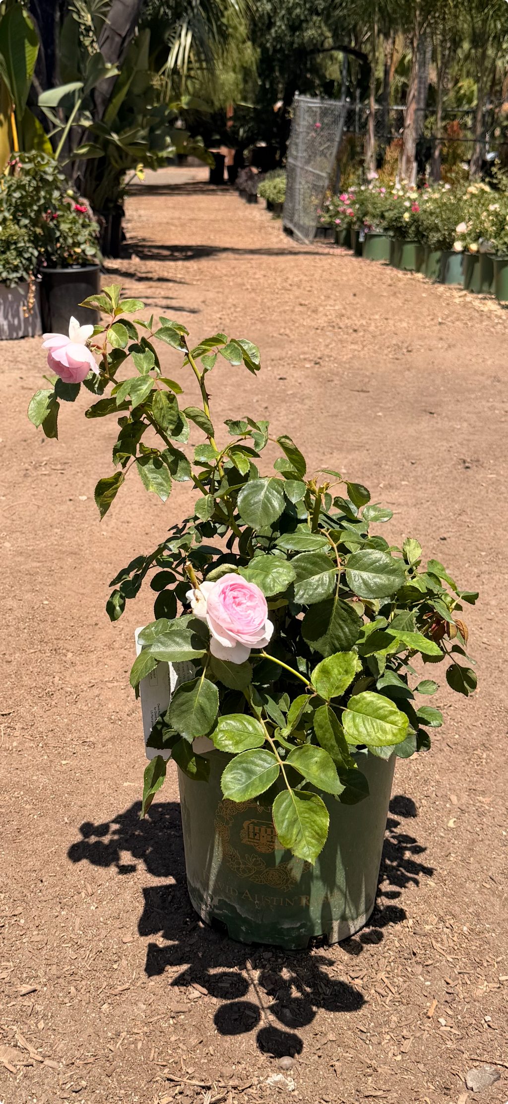 Olivia Rose Austin English Rose (2 Gallon)