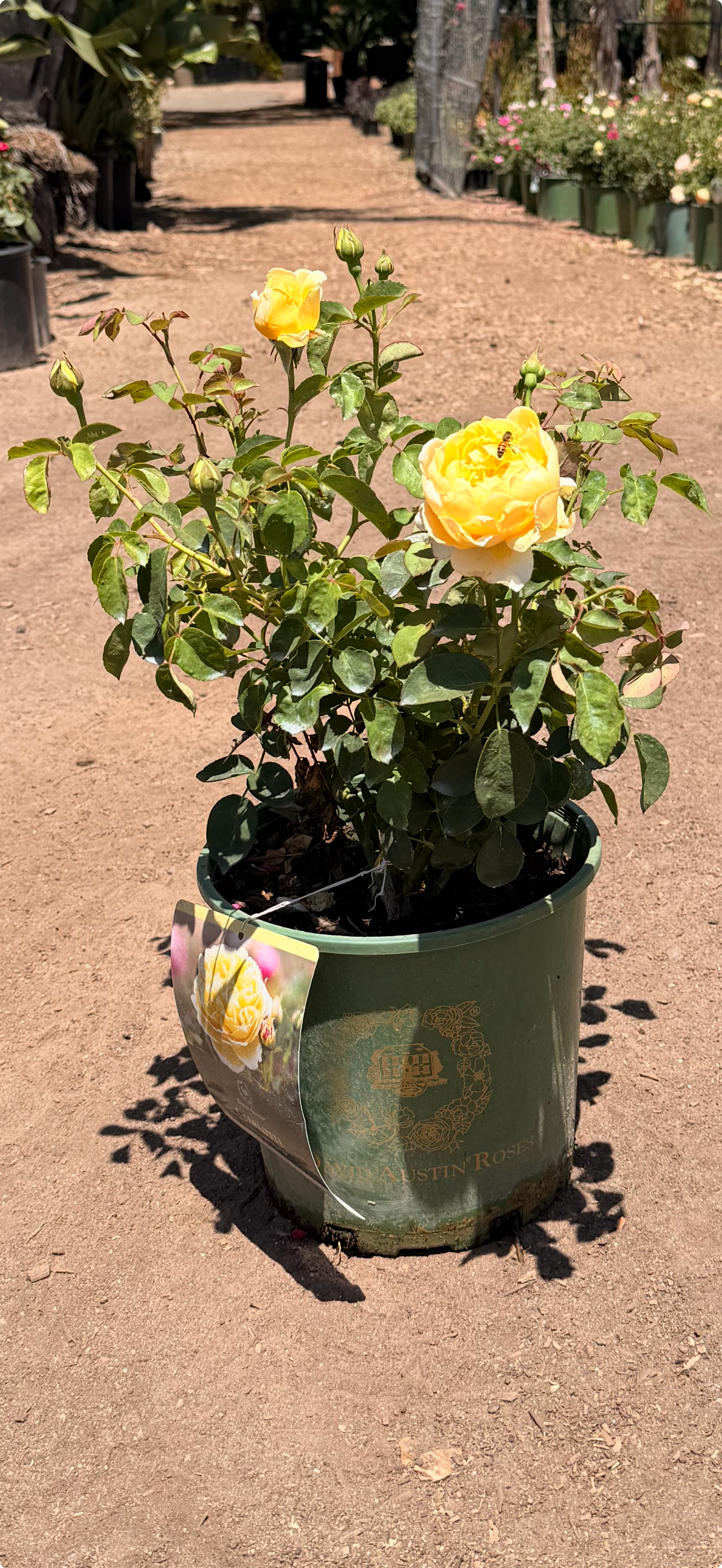Charlotte® English Rose (2 gallon)
