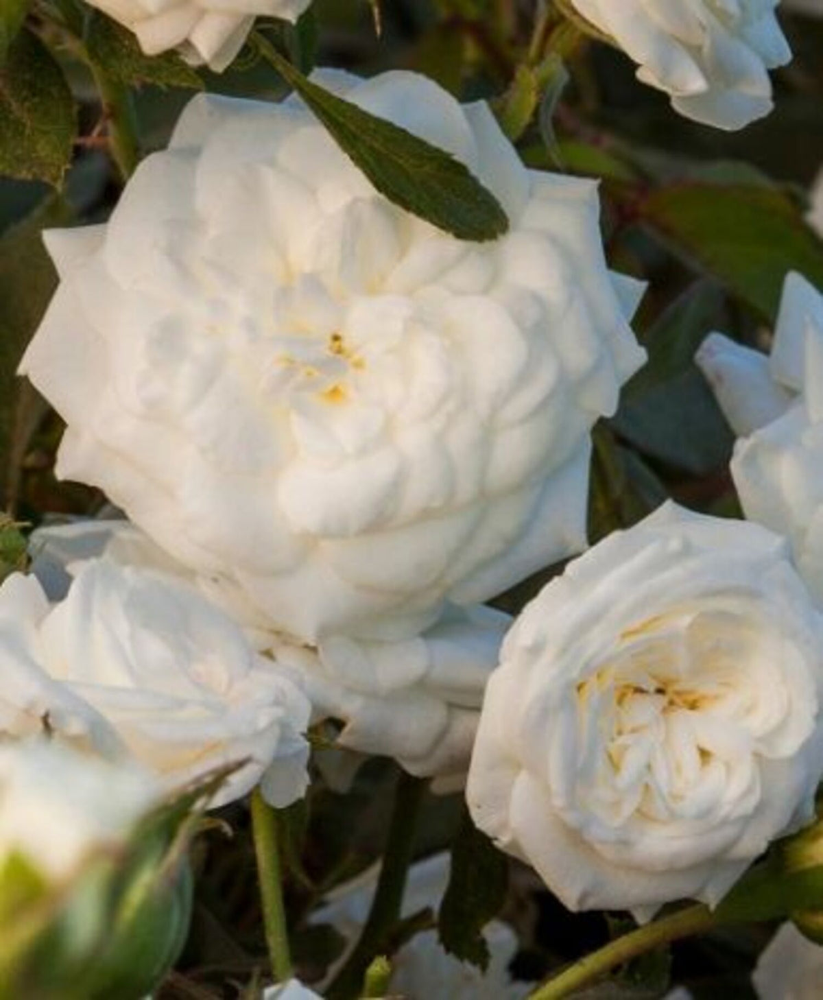 White Drift® Groundcover Rose (2 Gallon)