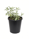 Salvia Apiana - White Sage (5 Gallon)