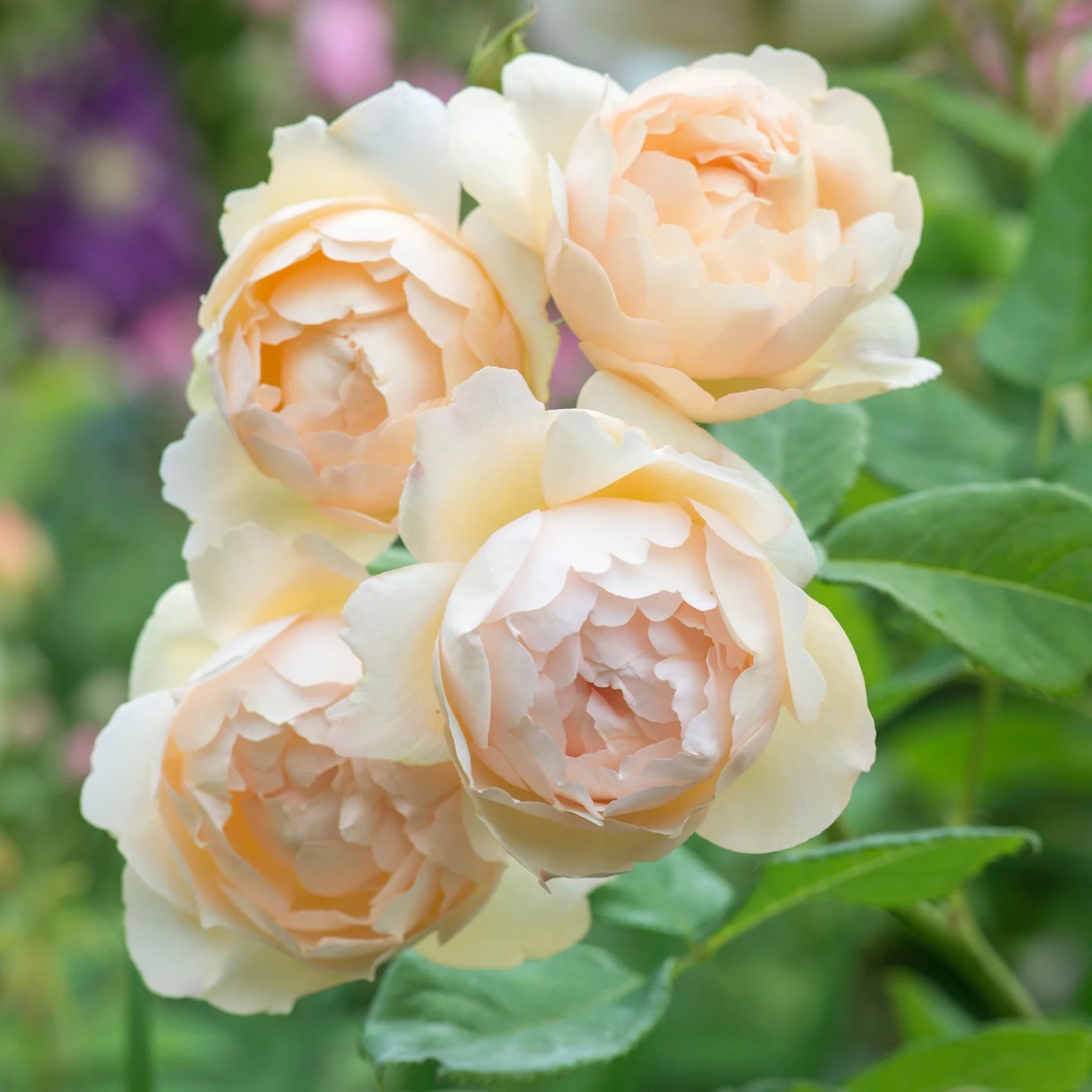 Wollerton Old Hall® Climbing English Rose (5 Gallon)
