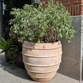 XL Ribbed Jars