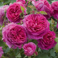 Young Lycidas English Rose (5 Gallon)