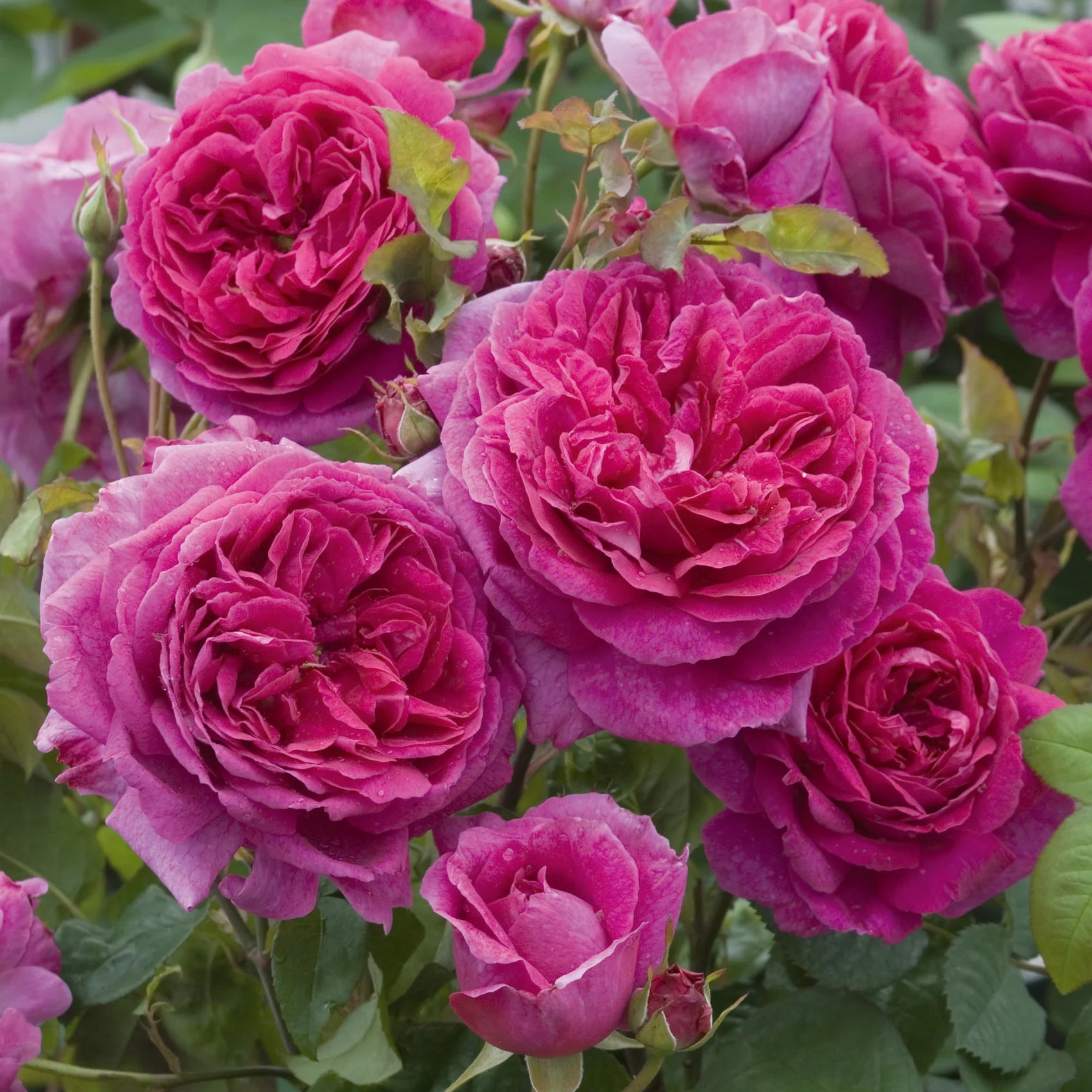 Young Lycidas English Rose (5 Gallon)