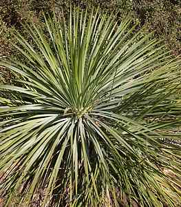Hesperoyucca Whipplei - Chaparral yucca (1 Gallon)