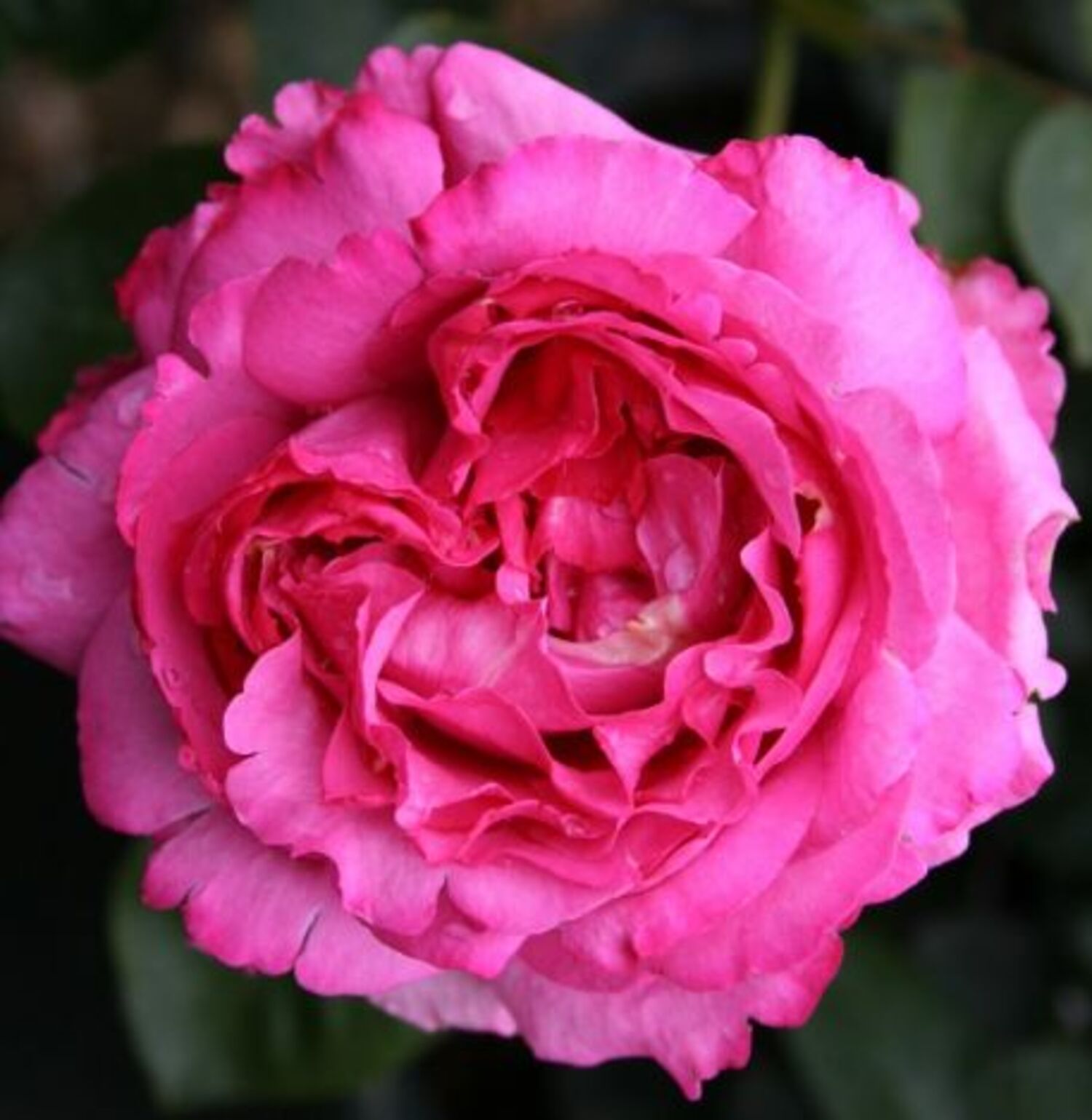 Yves Piaget® Rose (5 Gallon)