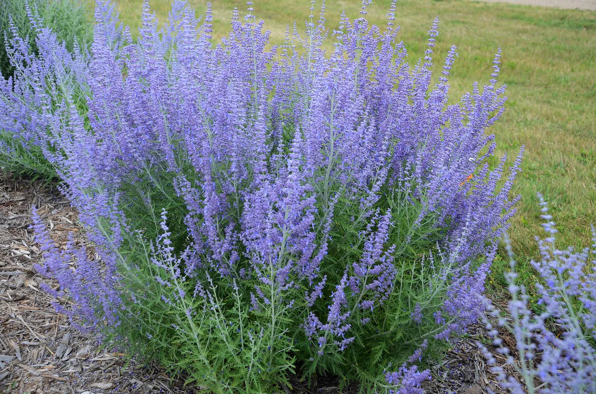 Russian Sage 'Blue Jean Baby' Perovskia Atriplicifolia (1 Gallon)