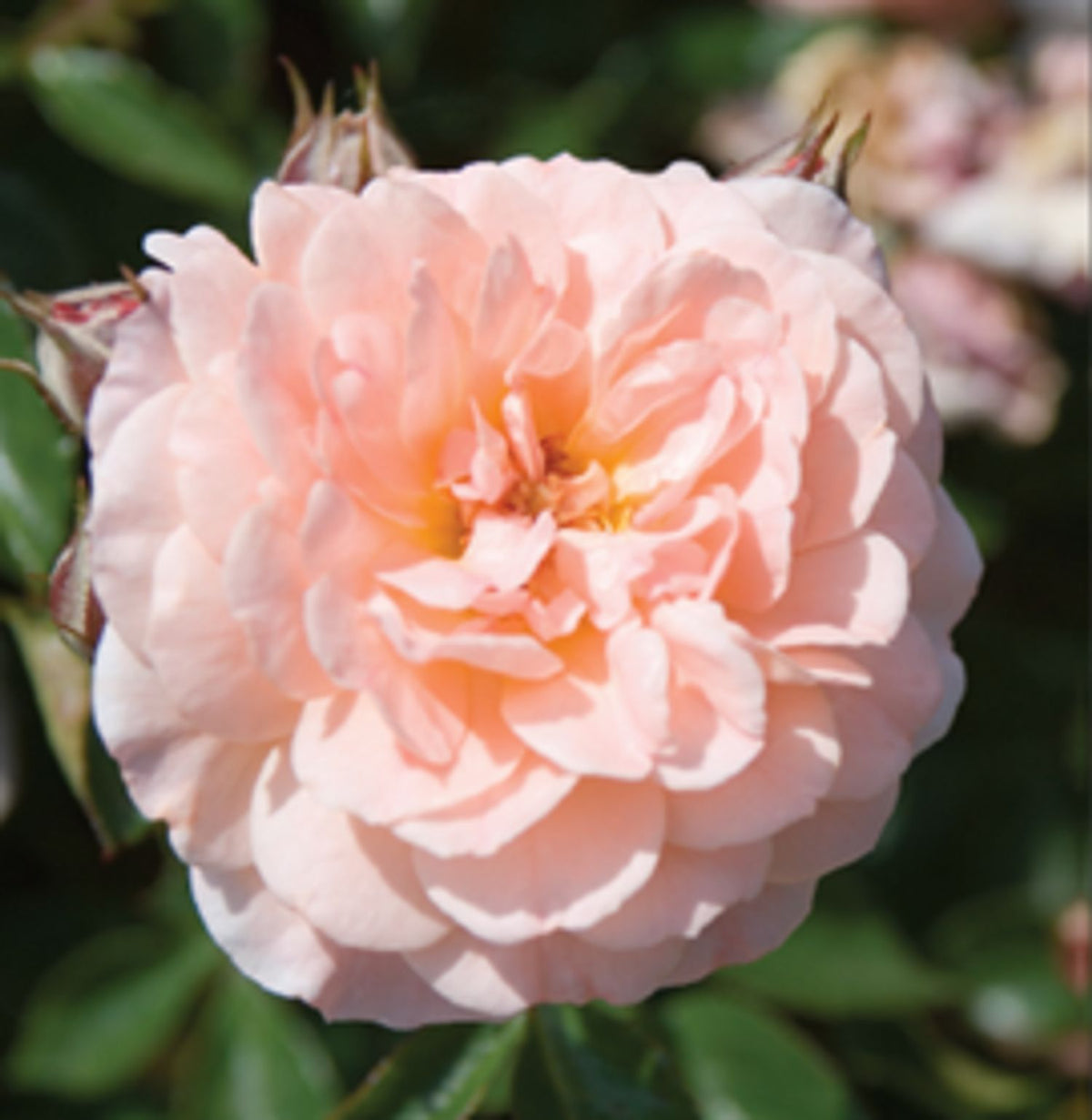 Apricot Drift® Groundcover Rose (2 Gallon)