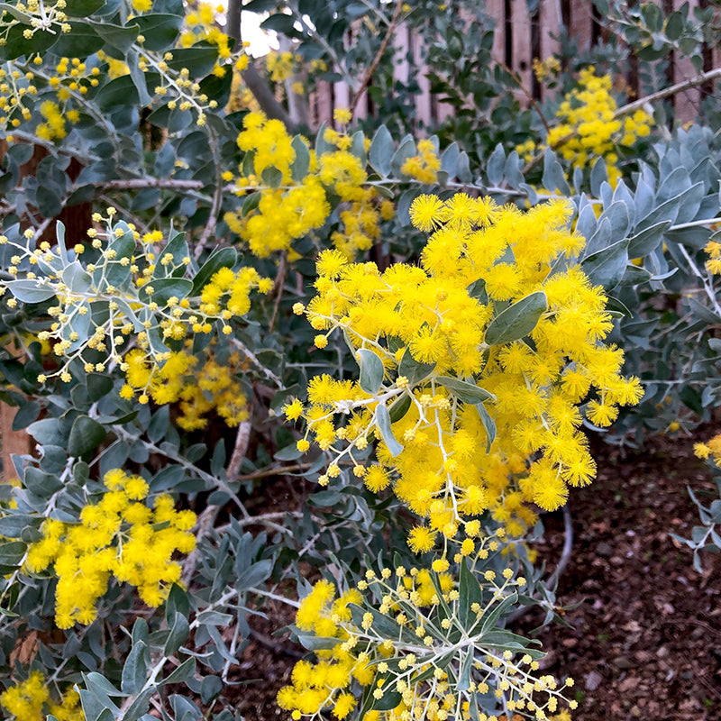 Acacia podalyriifolia 'Pearl Acacia' (5 gallon)