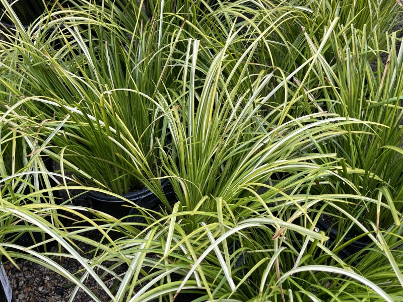Acorus gramineus ‘Ogon’ (1 gallon) Golden Variegated Sweet Flag