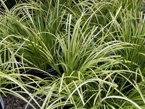 Acorus gramineus ‘Ogon’ (1 gallon) Golden Variegated Sweet Flag